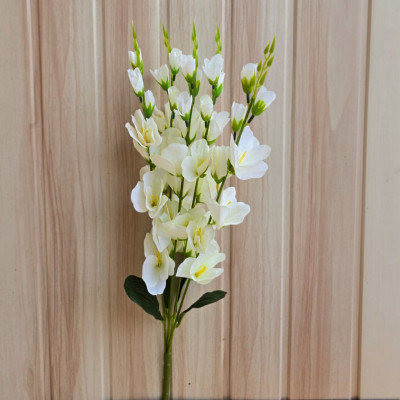 Gladiolus