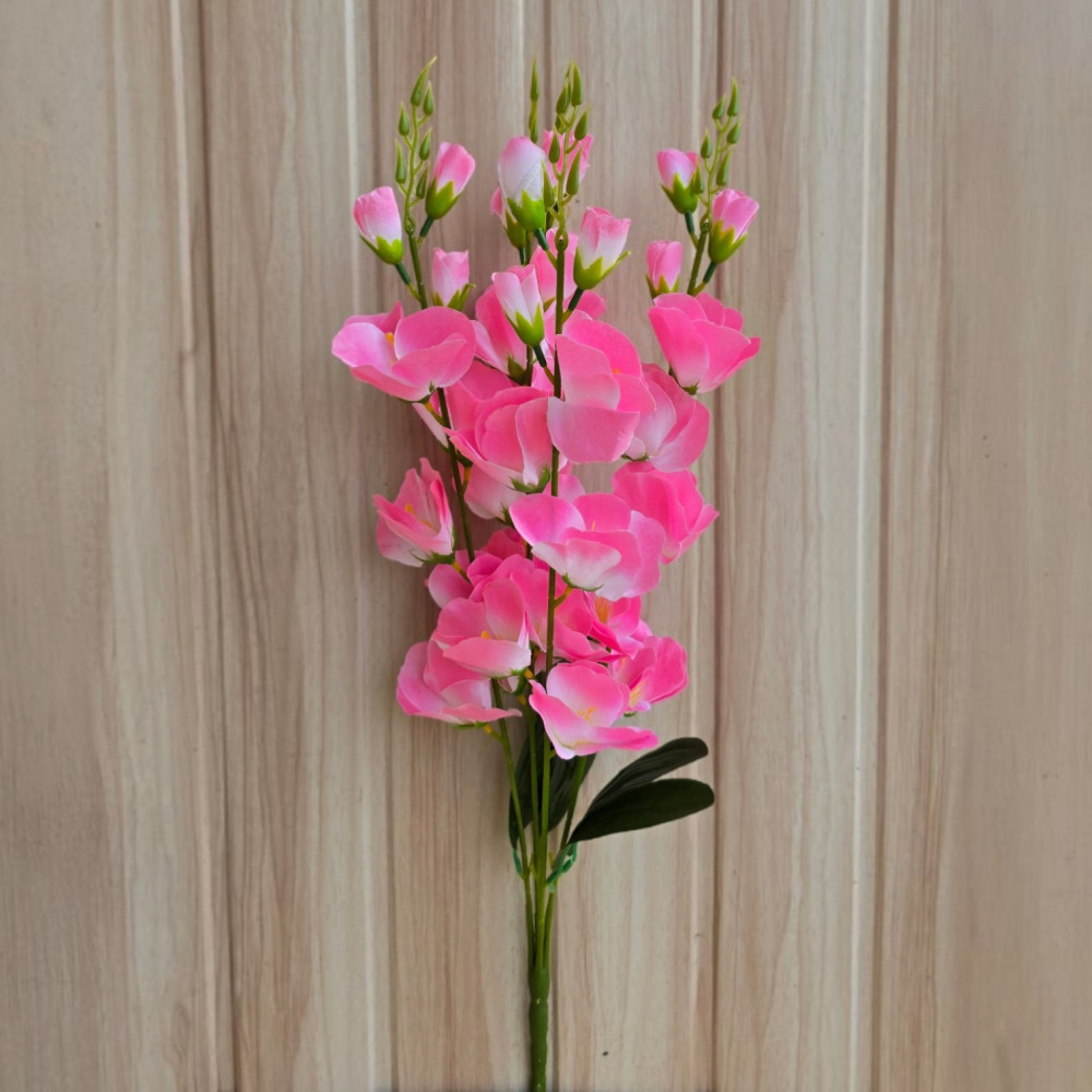 Gladiolus