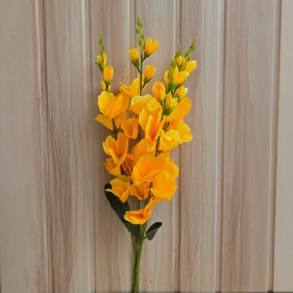 Gladiolus