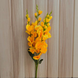 Gladiolus