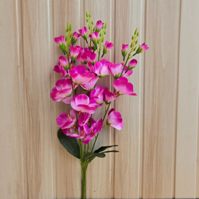 Gladiolus