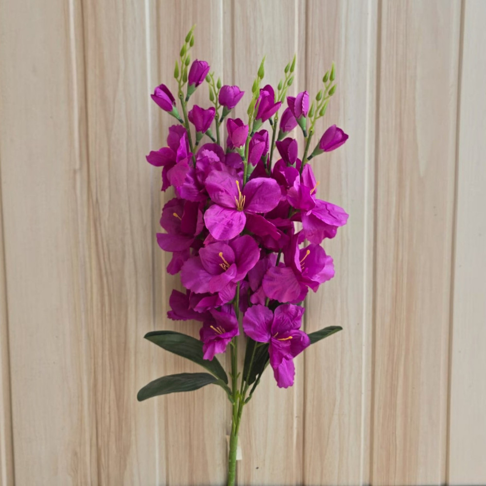 Gladiolus