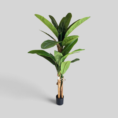 Banana plant