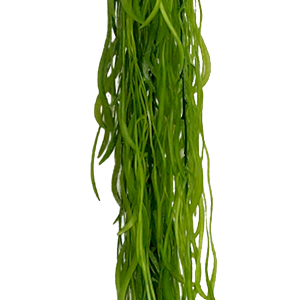 Green Seaweed hanging