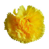 Carnation Flower