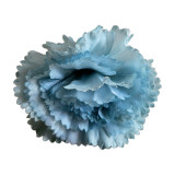 Carnation Flower