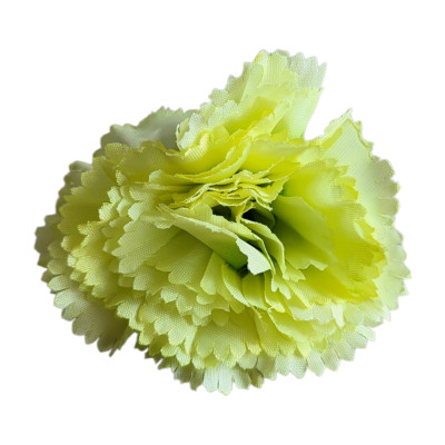 Carnation Flower