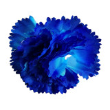 Carnation Flower