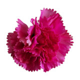 Carnation Flower