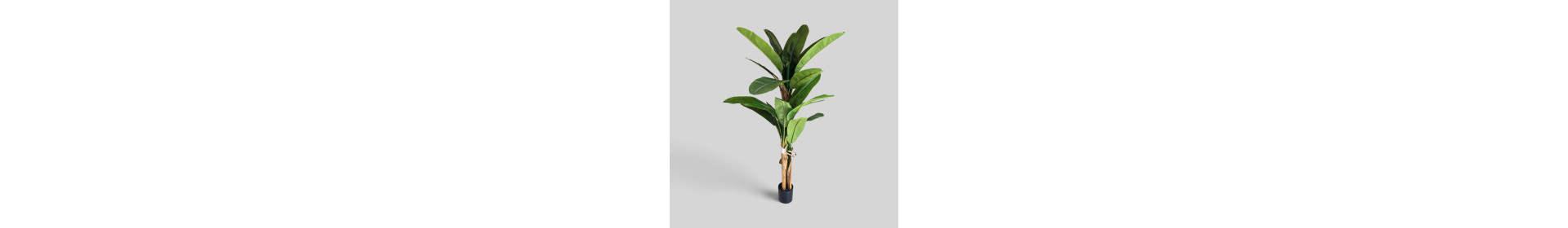 Plants and Tree